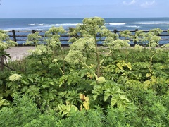 Angelica hirsutiflora