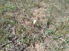 Astragalus pseudotataricus