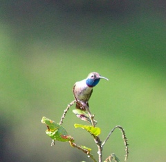 Myrtis fanny