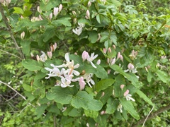 Lonicera tatarica