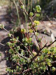 Cliffortia carinata