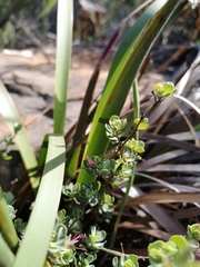 Cliffortia carinata