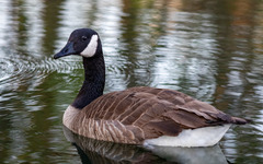 Branta canadensis