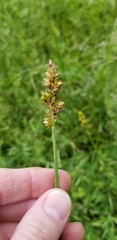 Carex aggregata