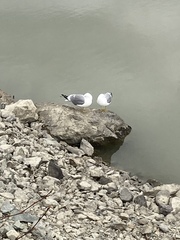 Larus brachyrhynchus