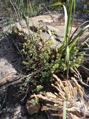 Cliffortia carinata