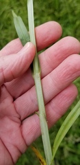Carex aggregata