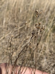 Euthamia gymnospermoides