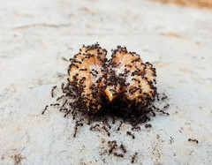 Monomorium subopacum