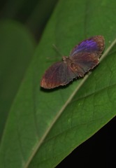 Arhopala abseus