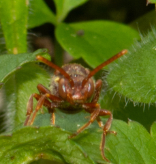 Nomada imbricata