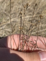 Euthamia gymnospermoides