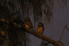 Glaucidium peruanum