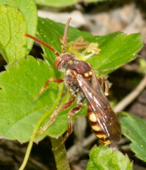 Nomada imbricata