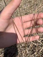 Euthamia gymnospermoides