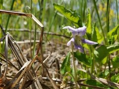Viola affinis