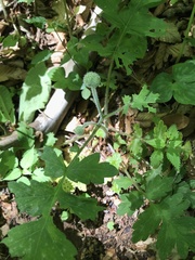 Hydrophyllum macrophyllum