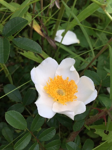 Rosa bracteata