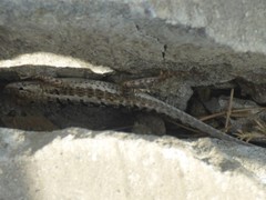 Microlophus occipitalis