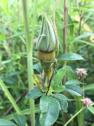 Rosa bracteata