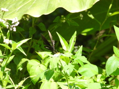 Papilio castor formosanus