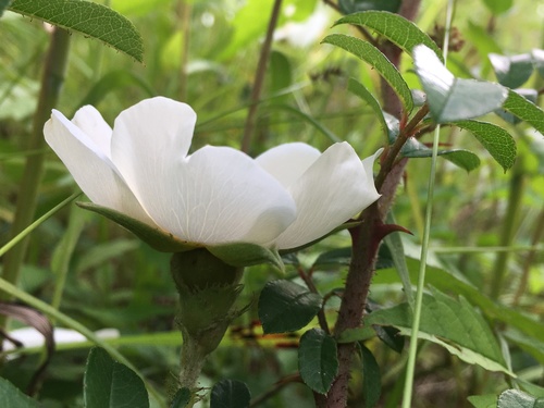 Rosa bracteata