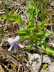 Viola affinis