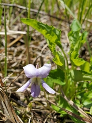 Viola affinis