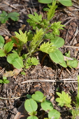 Urtica dioica
