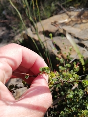 Cliffortia carinata