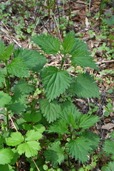 Urtica dioica