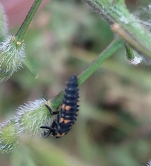 Coccinella septempunctata