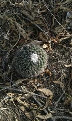 Mammillaria uncinata