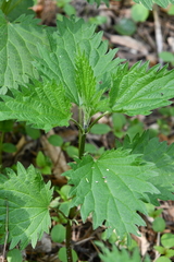 Urtica dioica