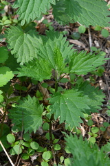 Urtica dioica