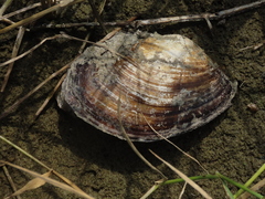 Sinanodonta woodiana