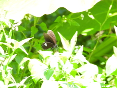 Papilio castor formosanus