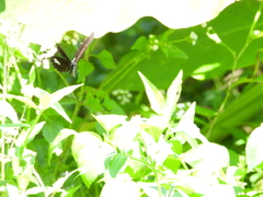 Papilio castor formosanus