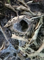 Uliodon albopunctatus