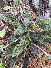 Hieracium longipilum