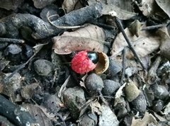 Alectryon excelsus excelsus