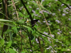Papilio castor formosanus