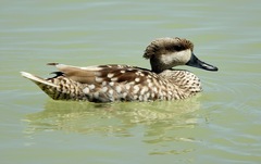 Marbled Duck photo 3