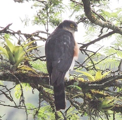 Accipiter striatus ventralis