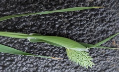 Phalaris caroliniana