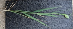 Phalaris caroliniana