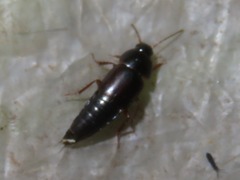 Tachinus rufipes