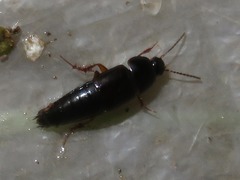 Tachinus rufipes