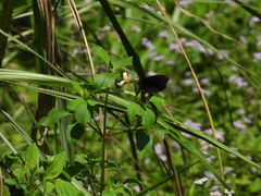 Papilio castor formosanus