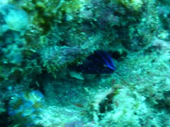 Microspathodon dorsalis